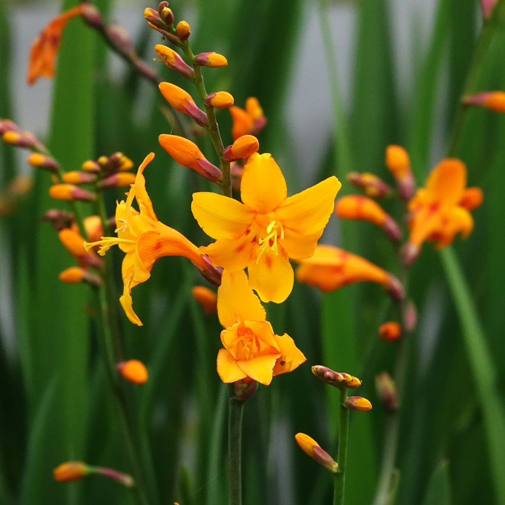 Crocosmia ou Montbretia Columbus