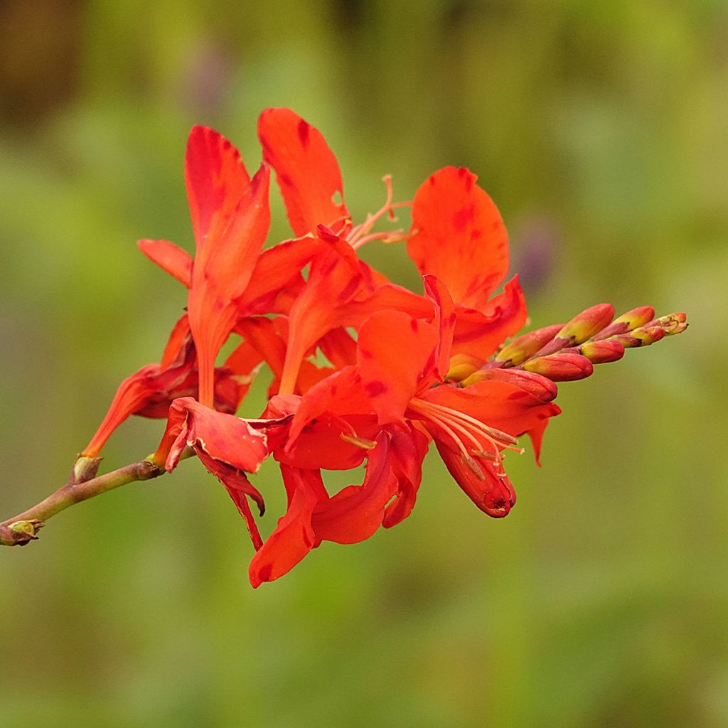 Crocosmia Hellfire - Montbretia