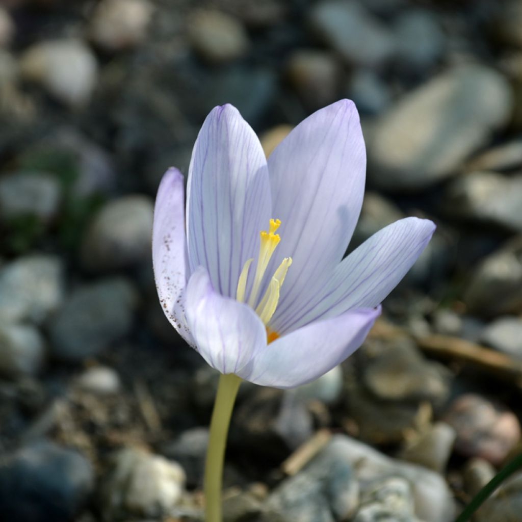 Crocus botanique kotschyanus - Crocus d'automne