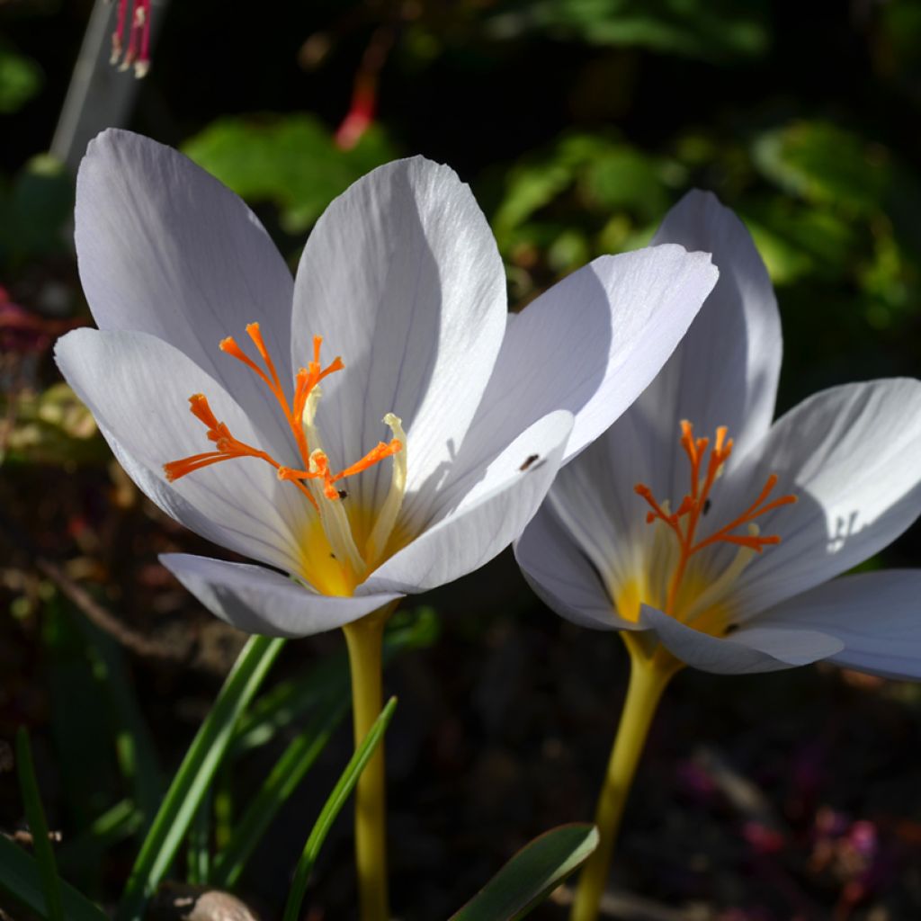 Crocus pulchellus Zephyr - Crocus d'automne