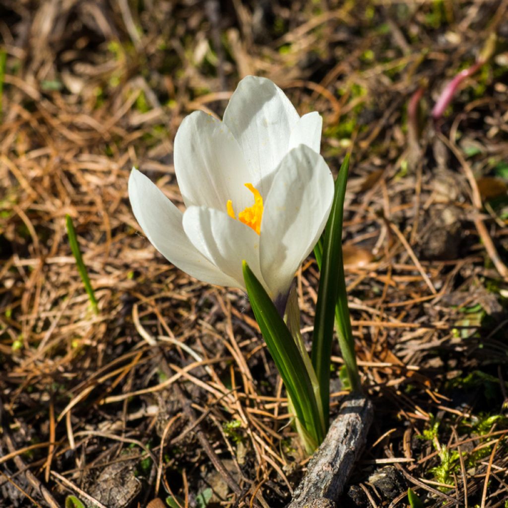 Crocus vernus subsp. albiflorus White