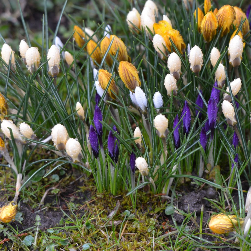 Crocus vernus subsp. albiflorus White
