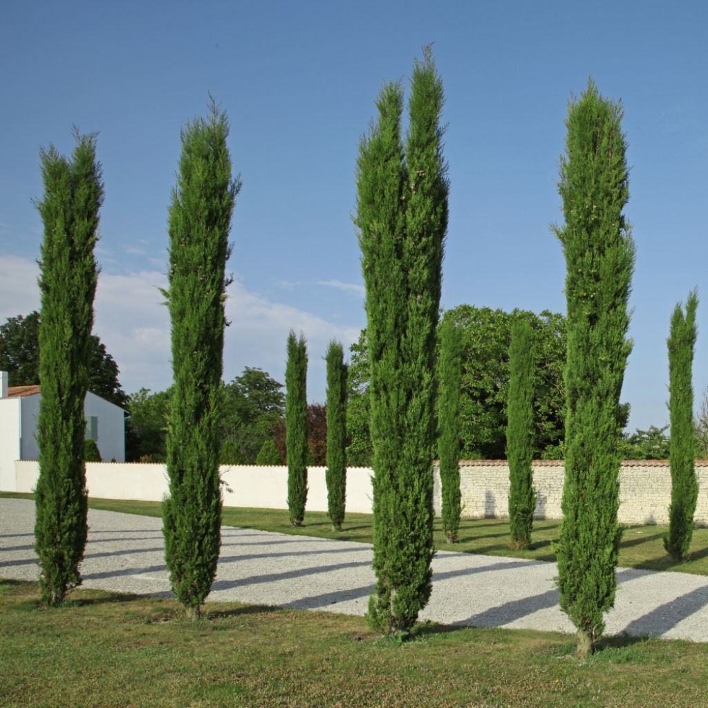 Cupressus sempervirens Totem - Cyprès de Florence