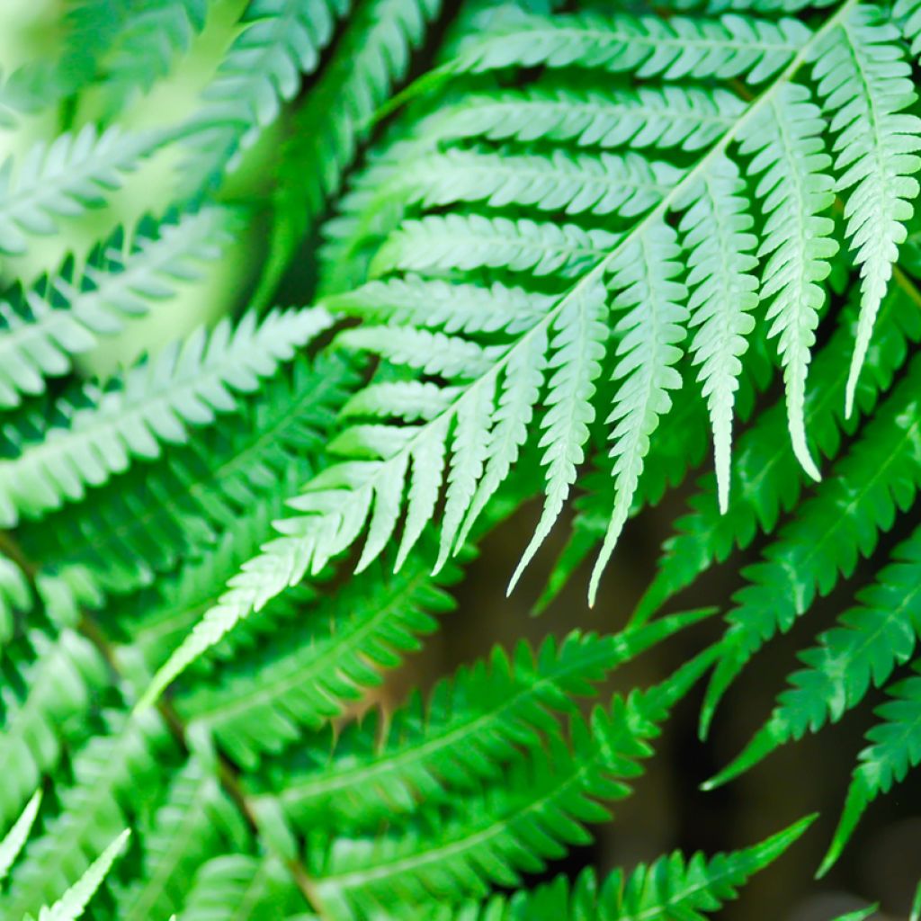 Cyathea brownii - Fougère arborescente
