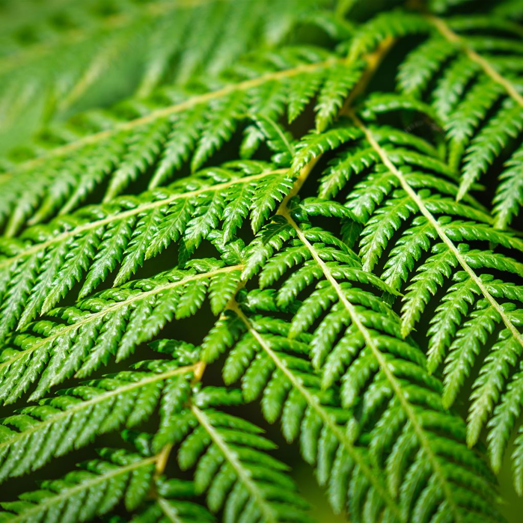 Cyathea cooperi - Fougère arborescente