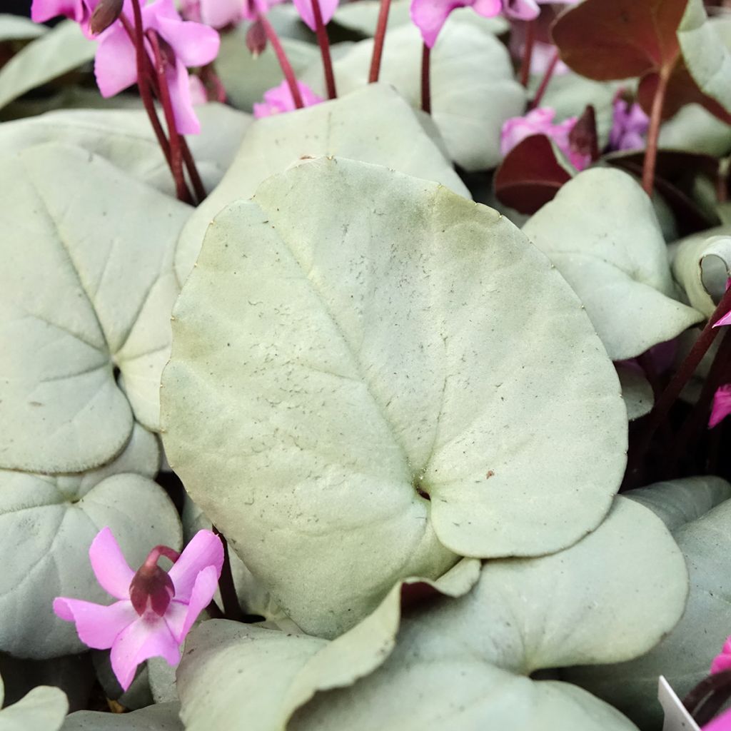 Cyclamen coum rose feuillage gris