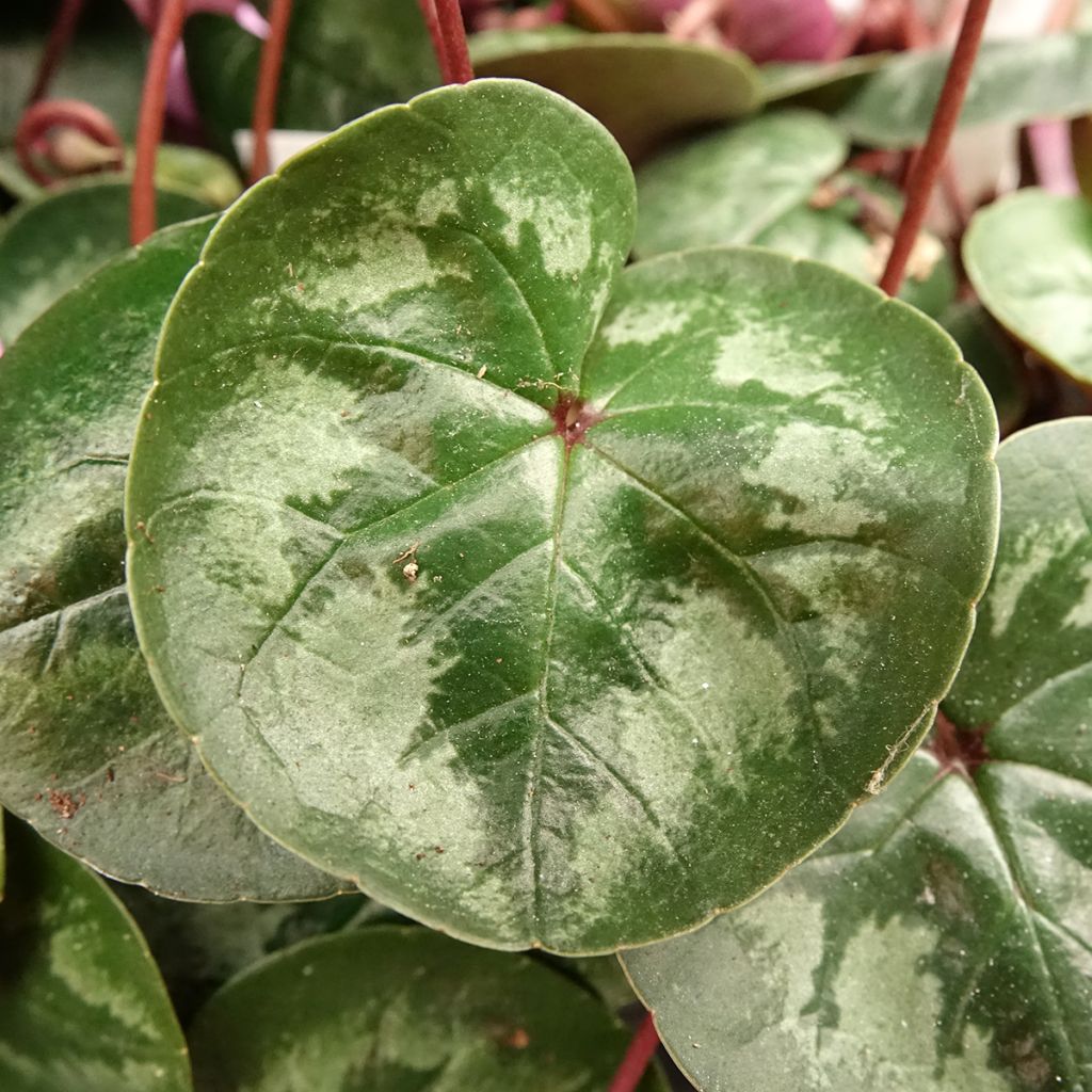 Cyclamen coum rose feuillage marbré