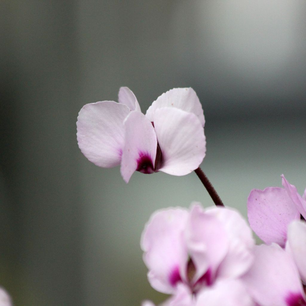 Cyclamen coum rose feuillage marbré