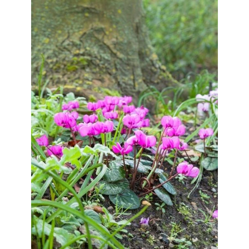 Cyclamen coum rose