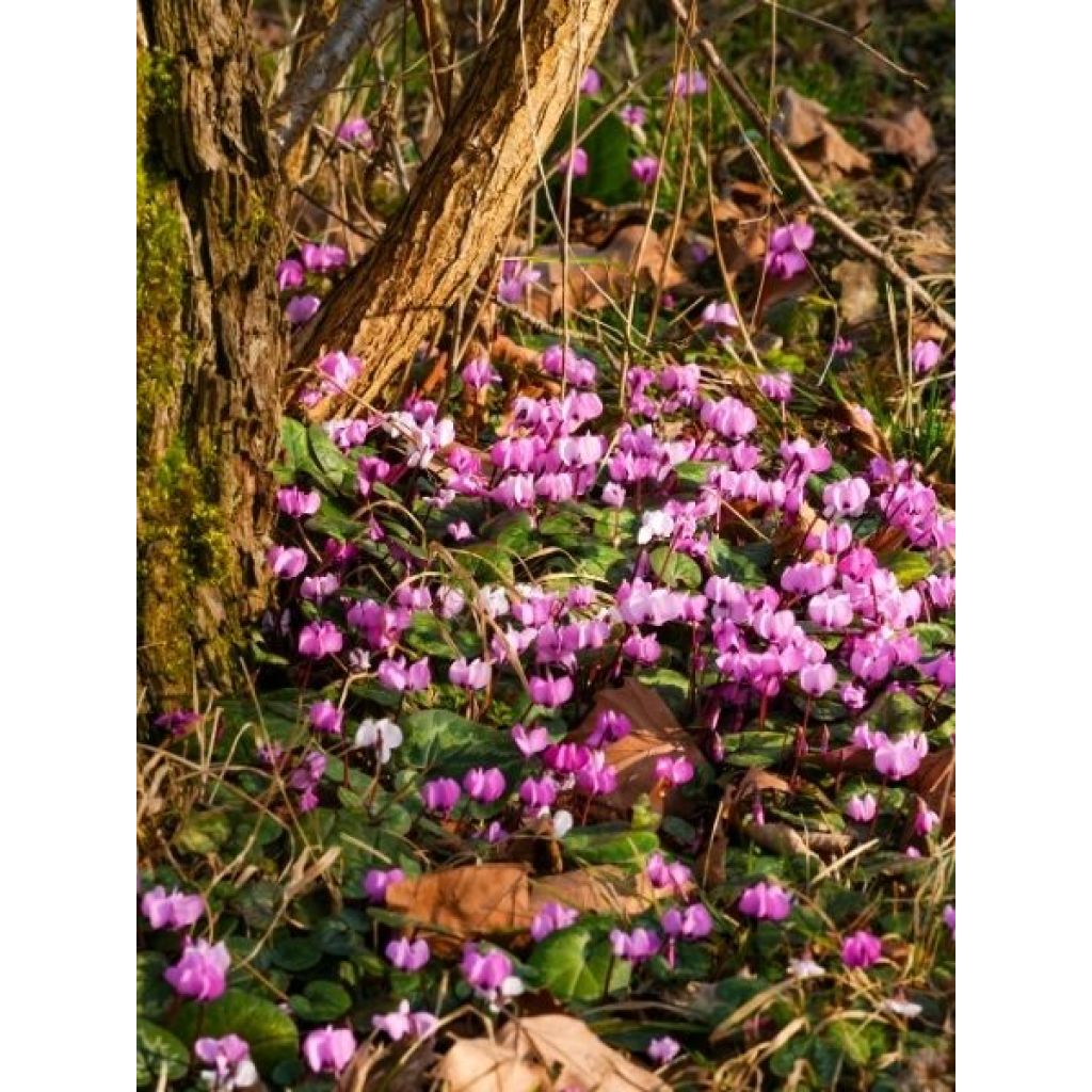 Cyclamen coum rose