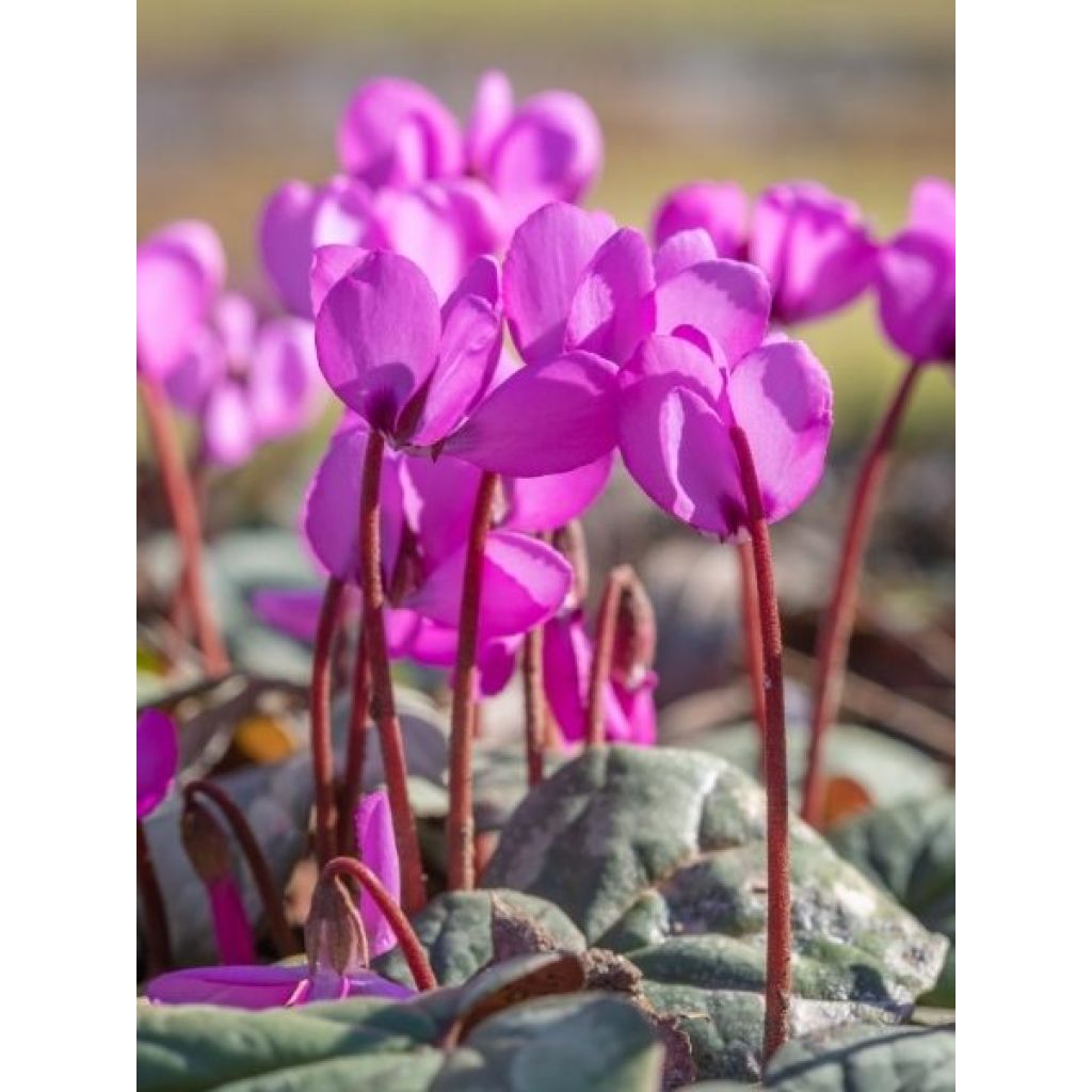 Cyclamen coum rose