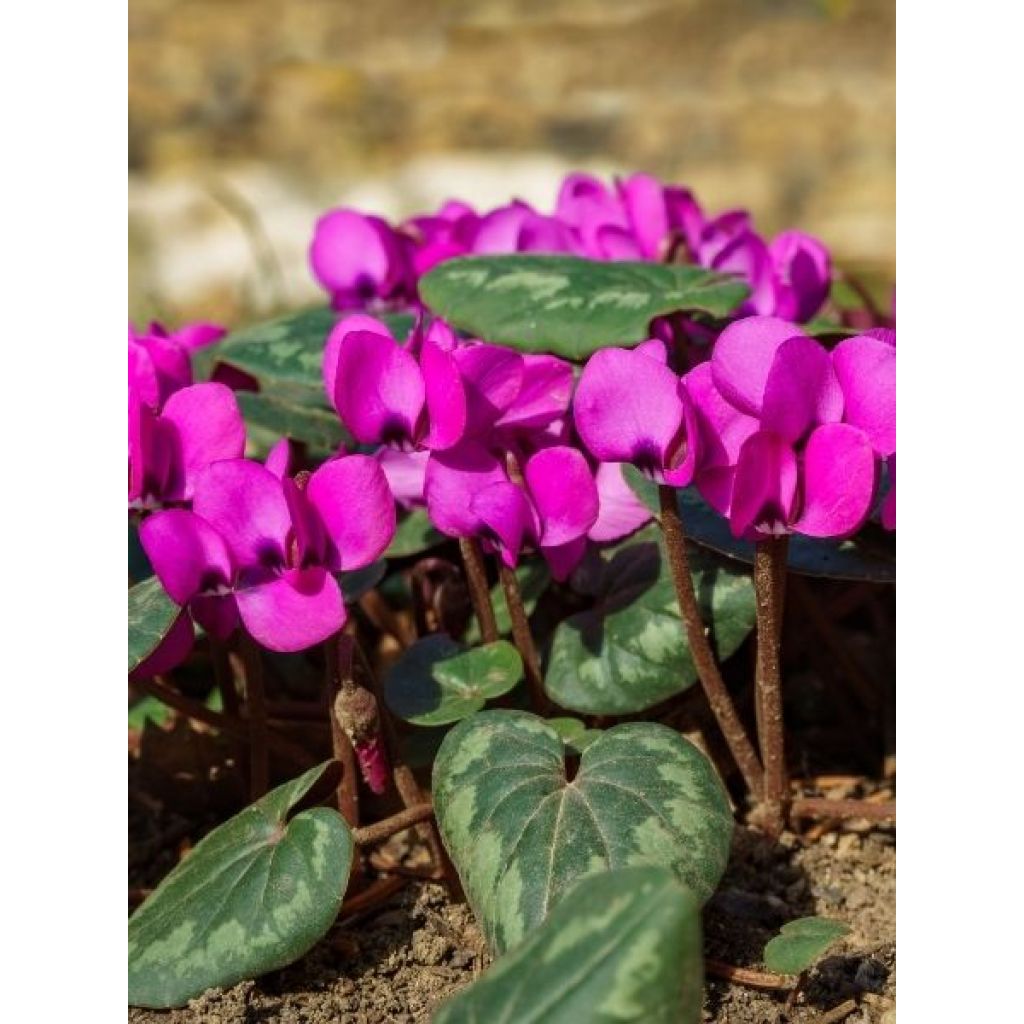 Cyclamen coum rose
