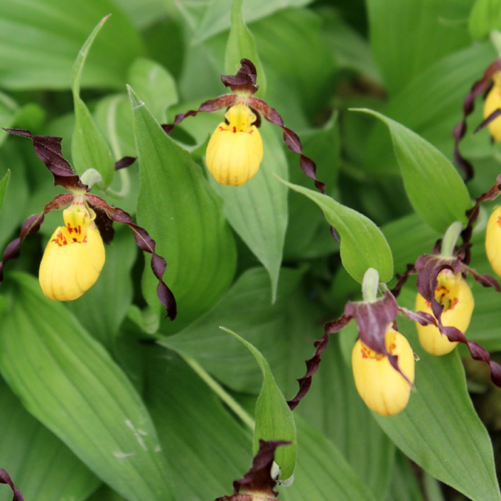 Cypripedium parviflorum var. parviflorum - Sabot de Venus