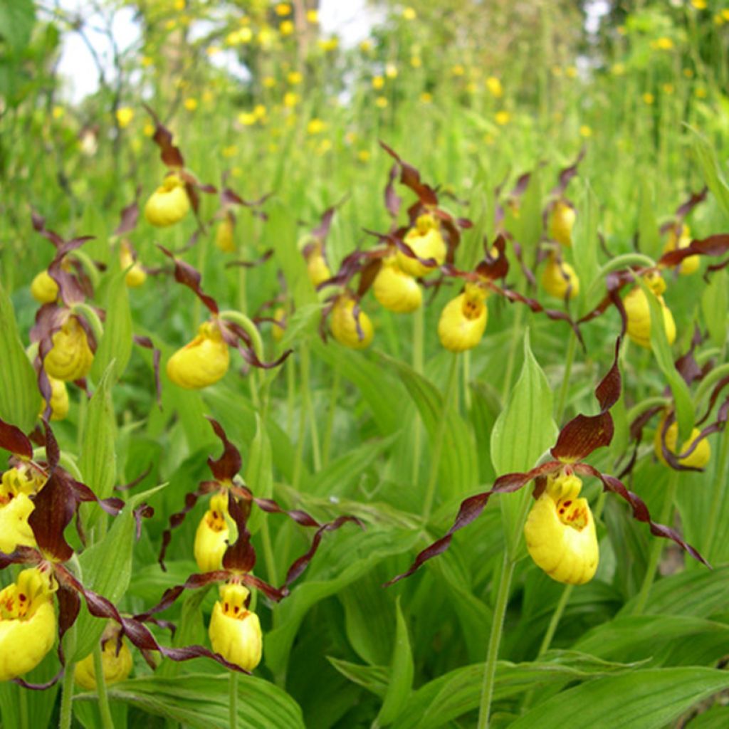 Cypripedium parviflorum var. parviflorum - Sabot de Venus