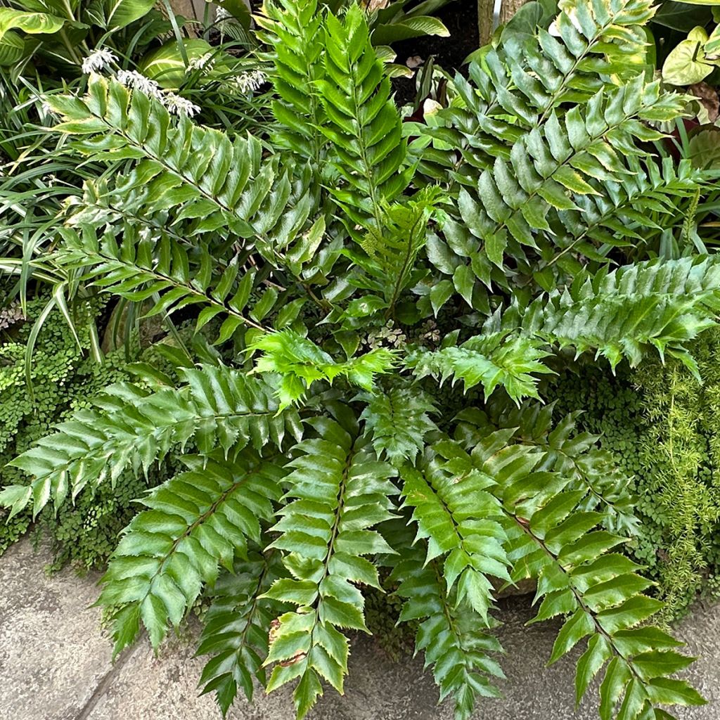 Cyrtomium falcatum - Fougère persistante
