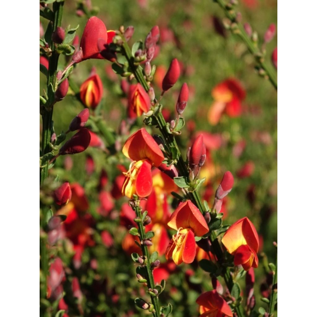 Geum Totally Tangerine - Benoîte orange vif