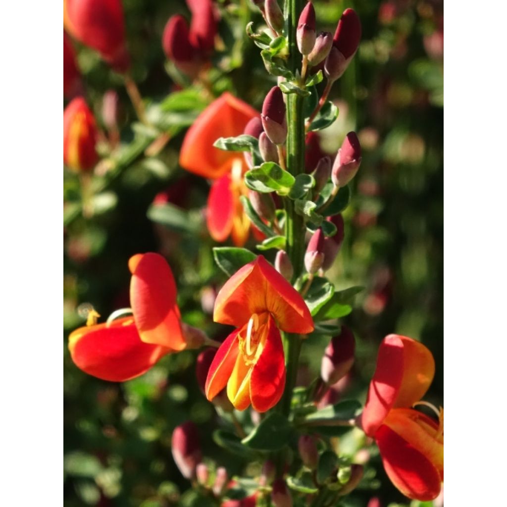 Geum Totally Tangerine - Benoîte orange vif