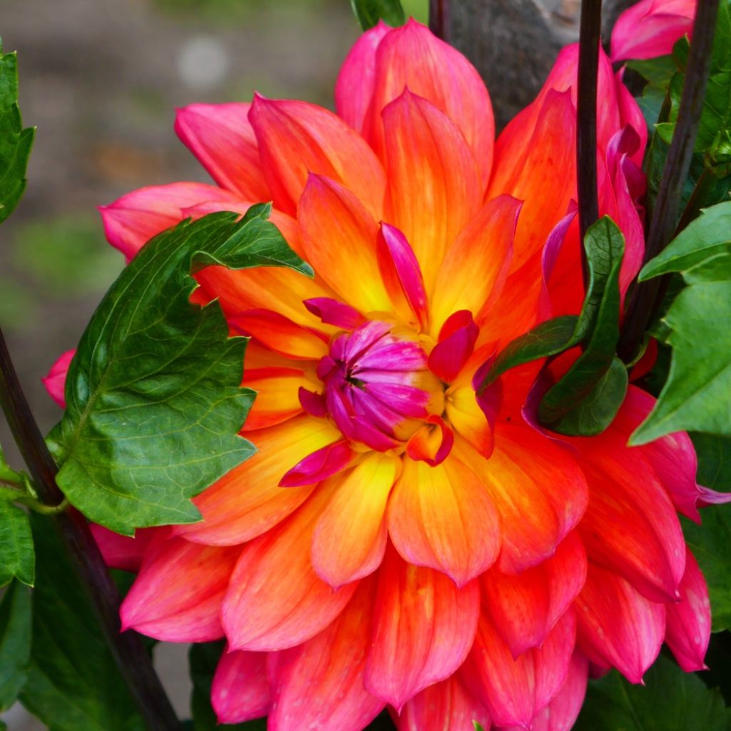 Dahlia nain décoratif Firepot
