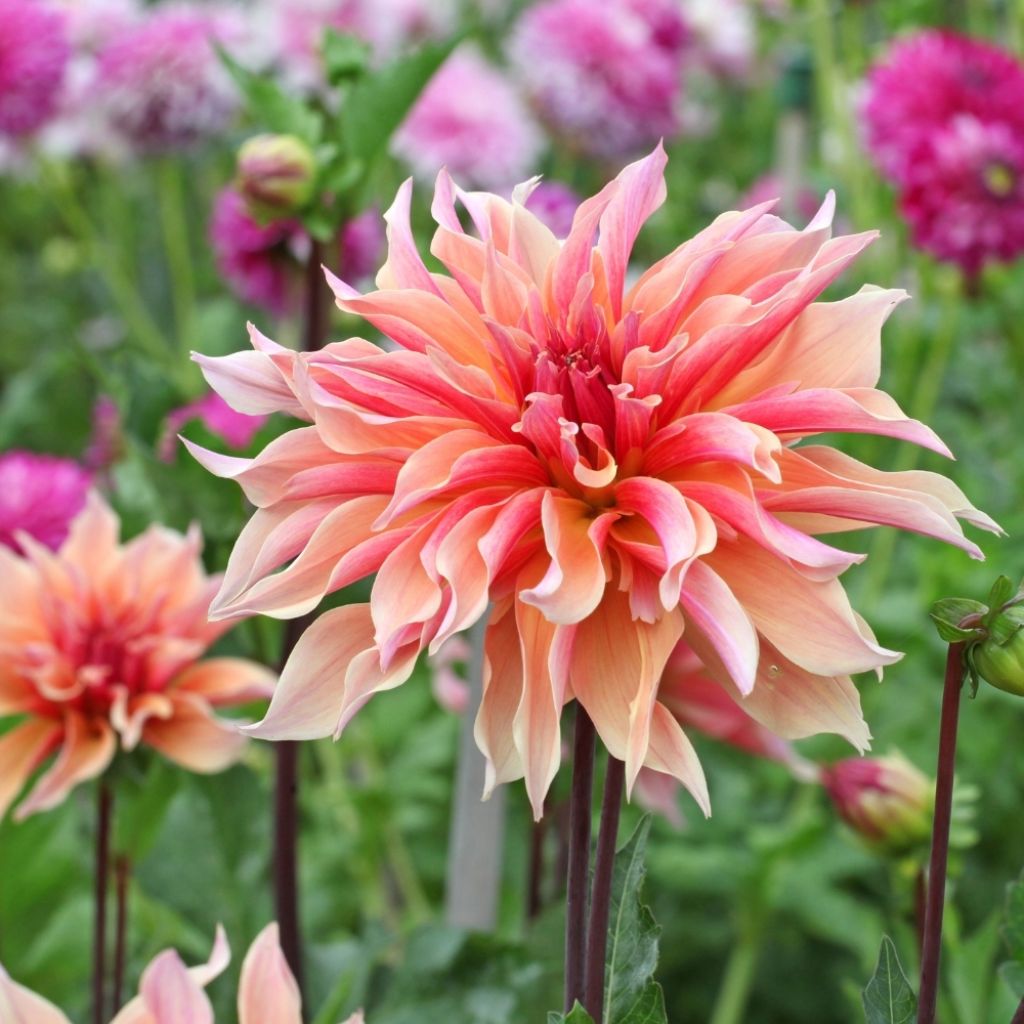 Dahlia décoratif Labyrinth