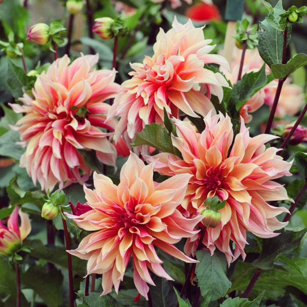 Dahlia décoratif Labyrinth