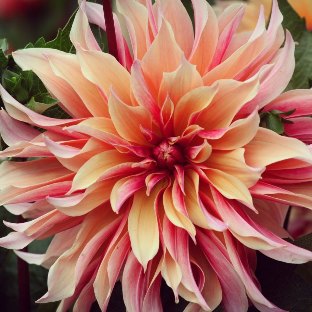 Dahlia décoratif Labyrinth