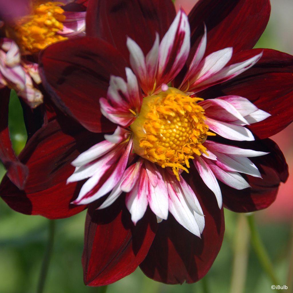Dahlia collerette Night Butterfly