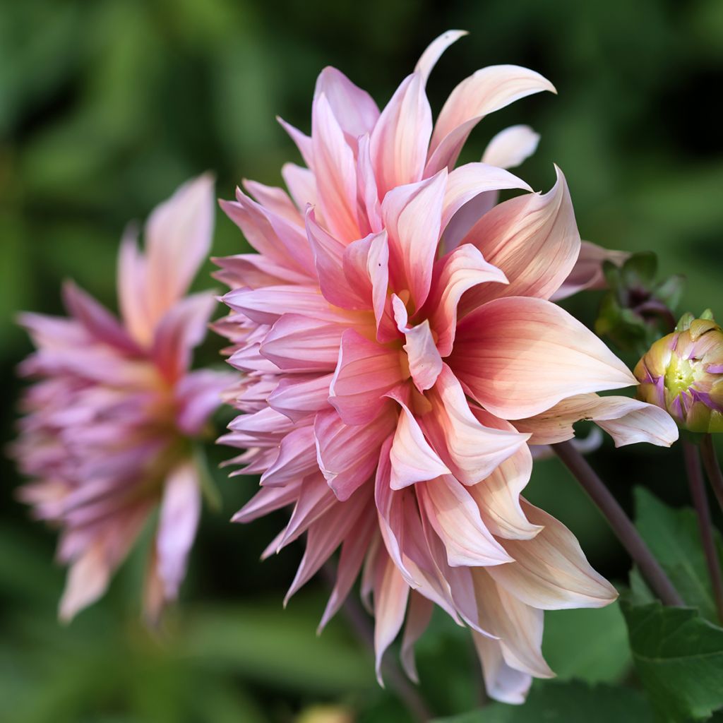 Dahlia géant Mango Madness