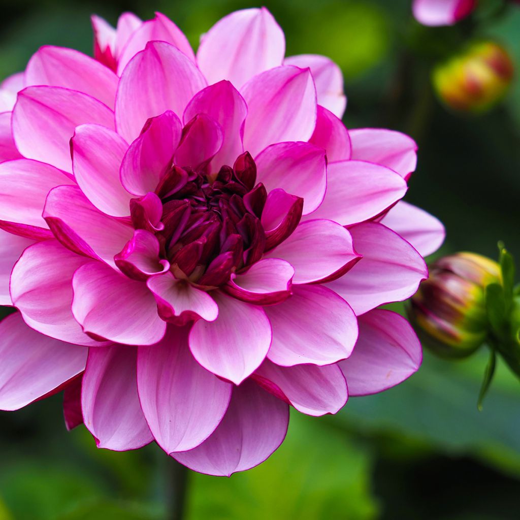Dahlia nain Ton sur Ton