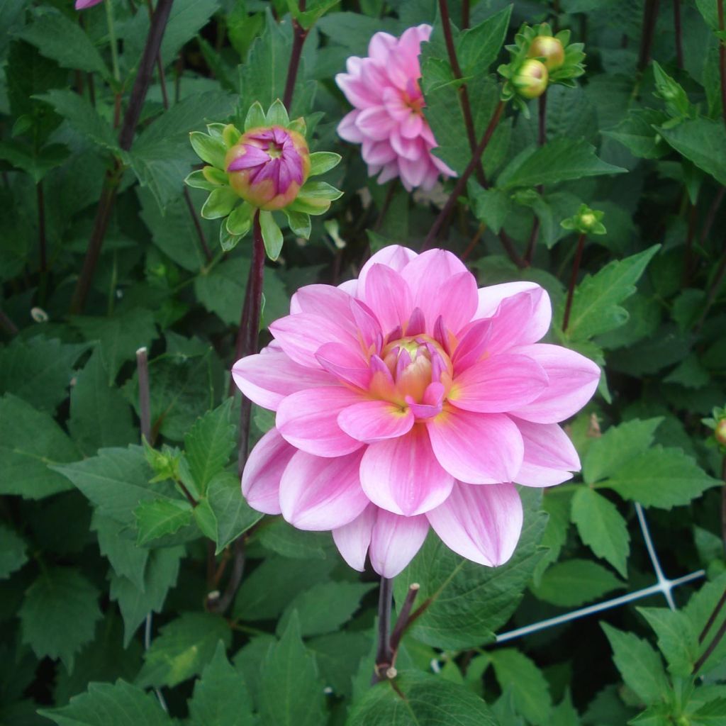 Dahlia Onesta