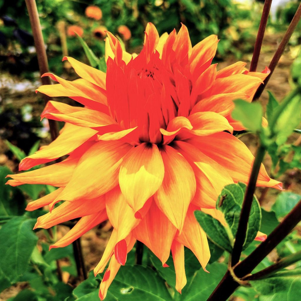 Dahlia cactus Erpeler Ley
