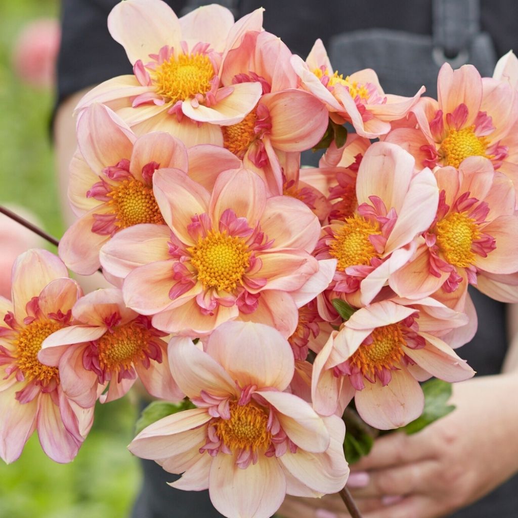 Dahlia collerette Campus