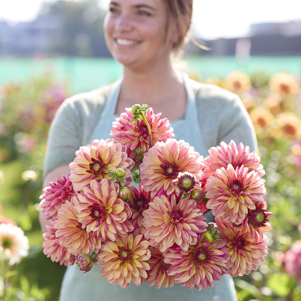 Dahlia décoratif Madame Antoinette