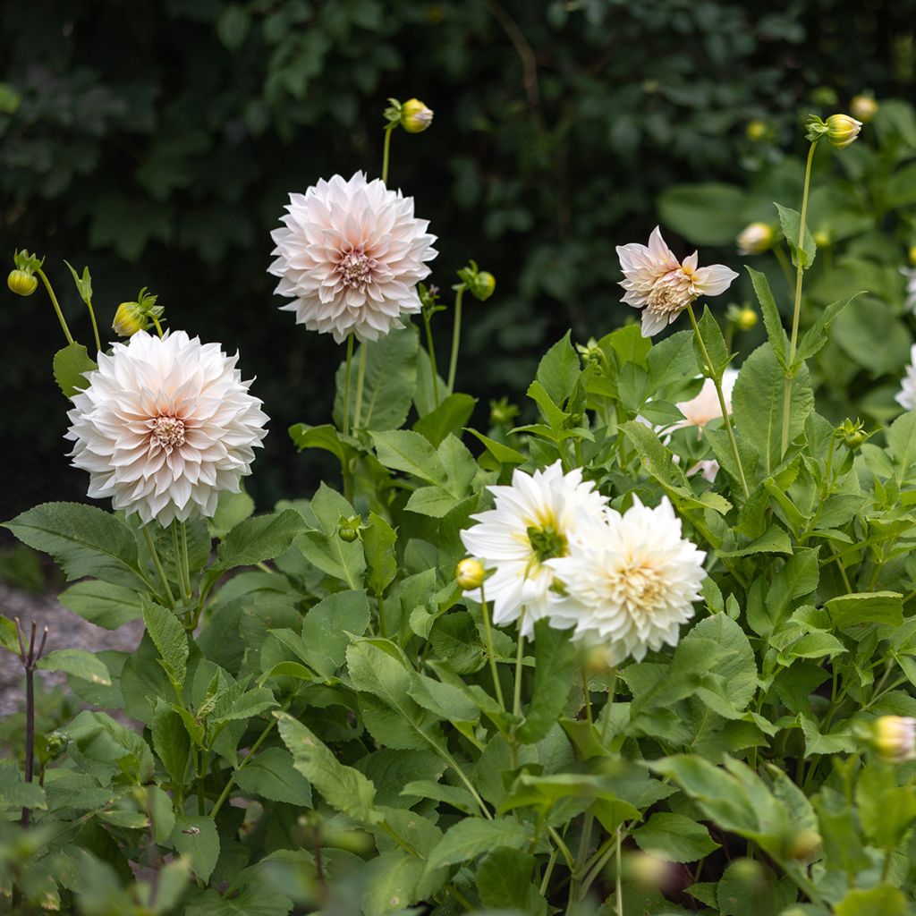 Dahlia géant Café Au Lait