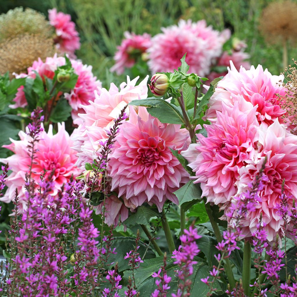 Dahlia géant Otto's Thrill