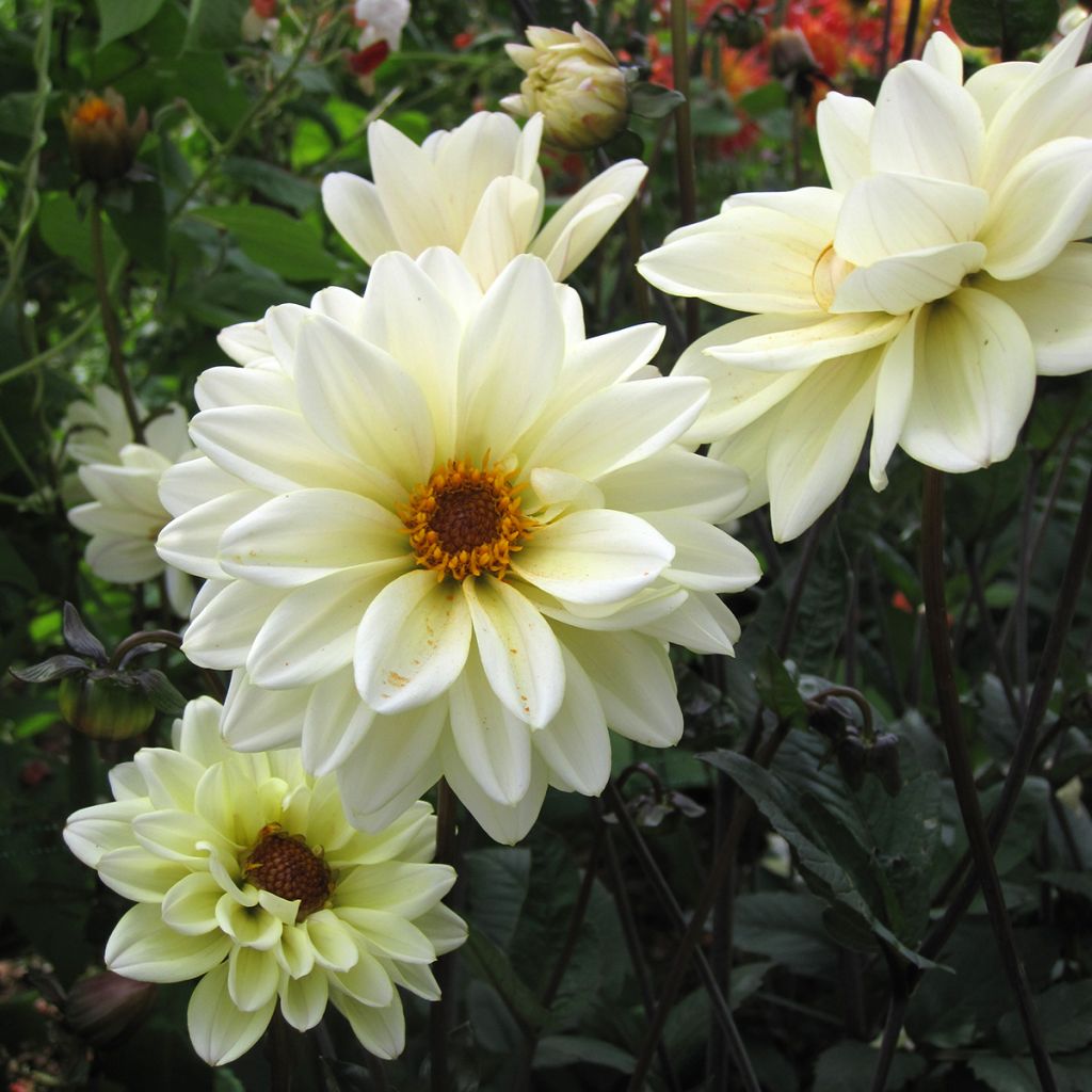 Dahlia paysage Classic Swanlake
