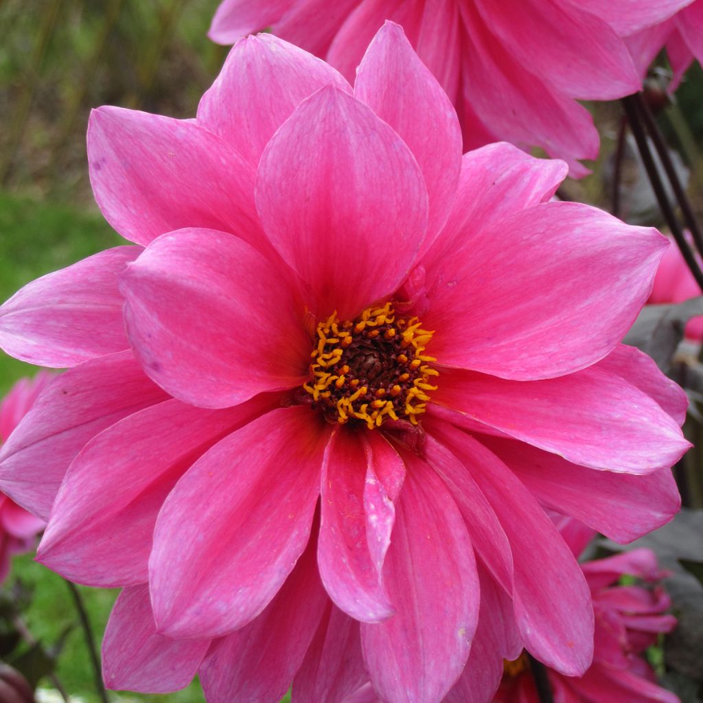 Dahlia paysage Fascination