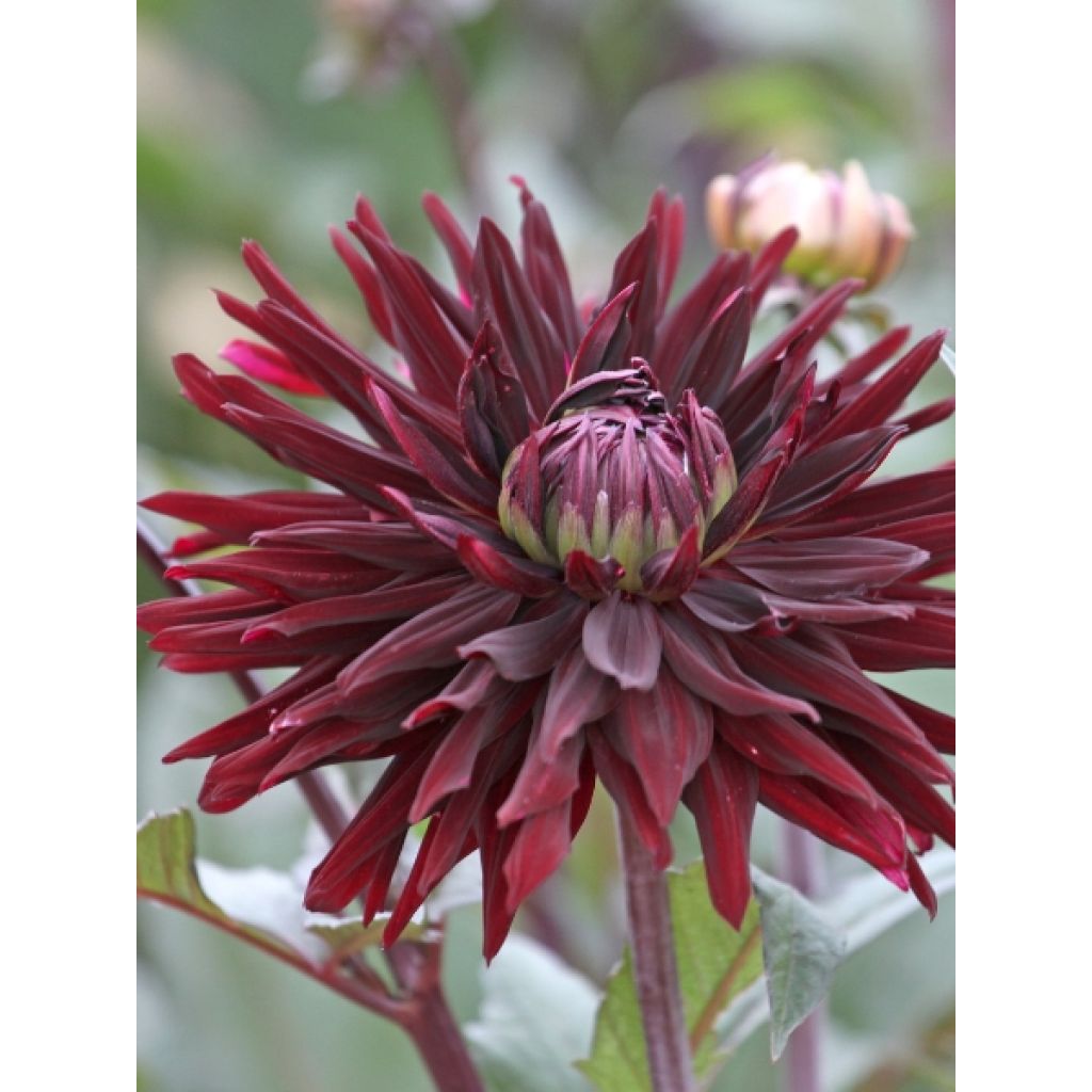 Dahlia semi-cactus Rip City