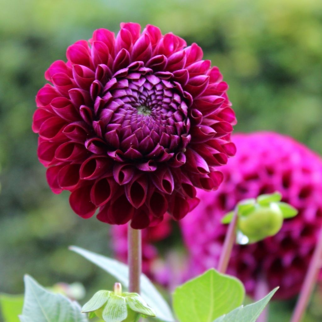 Dahlia balle Ivanetti