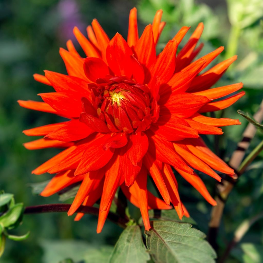 Dahlia semi-cactus Berger's Record