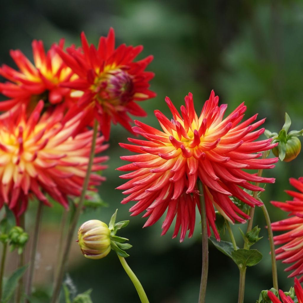 Dahlia cactus Bora Bora