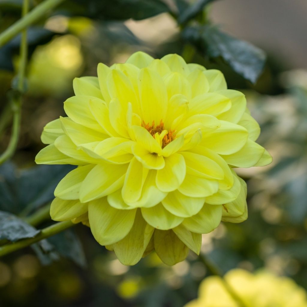 Dahlia camélia Glory of Heemstede