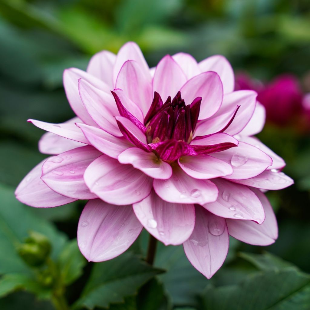 Dahlia camélia Seduction