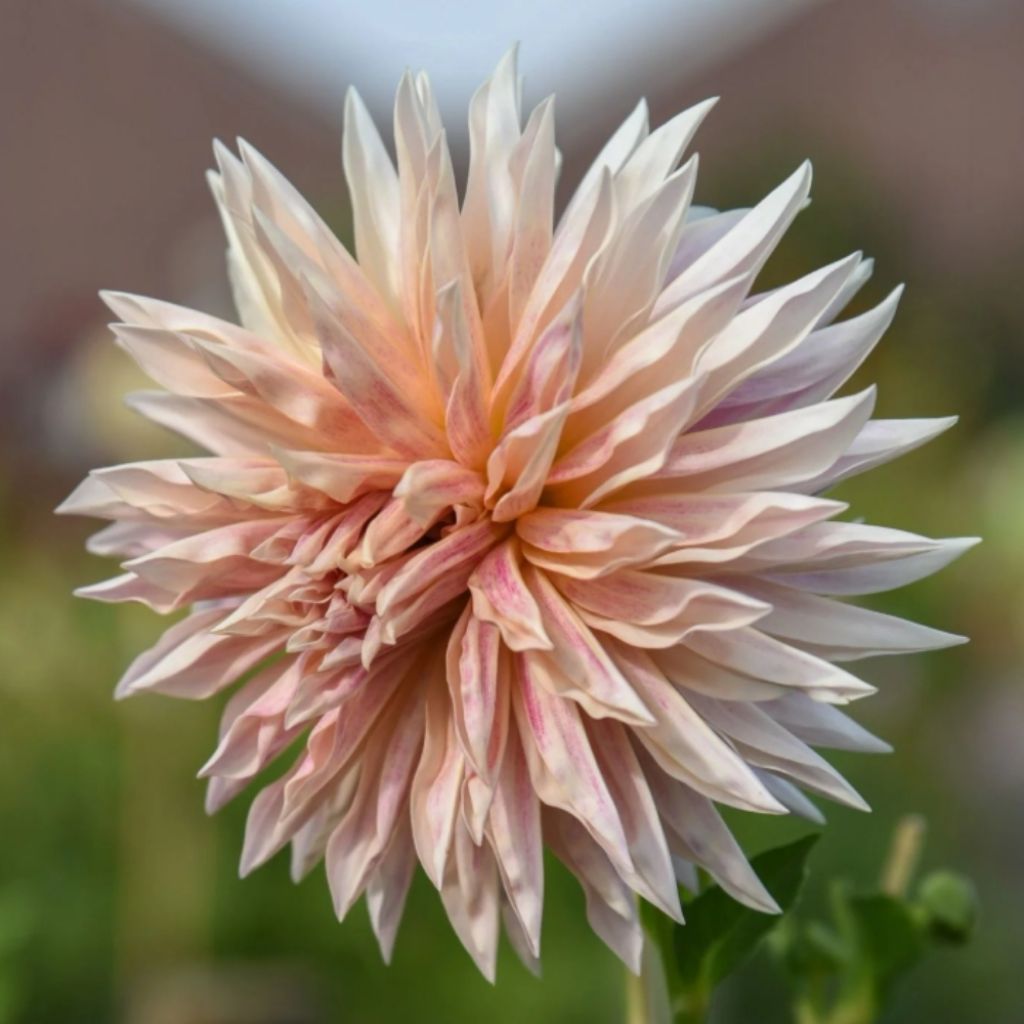 Dahlia semi cactus Café de Paris