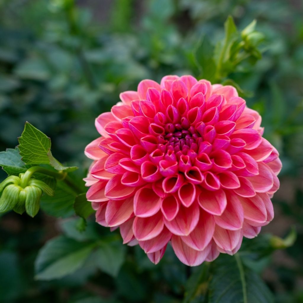 Dahlia décoratif Daisy Duke