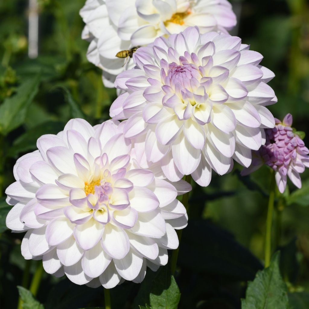 Dahlia décoratif Evelyne