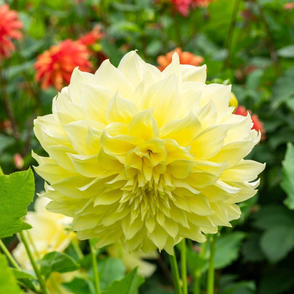 Dahlia géant Kelvin Floodlight