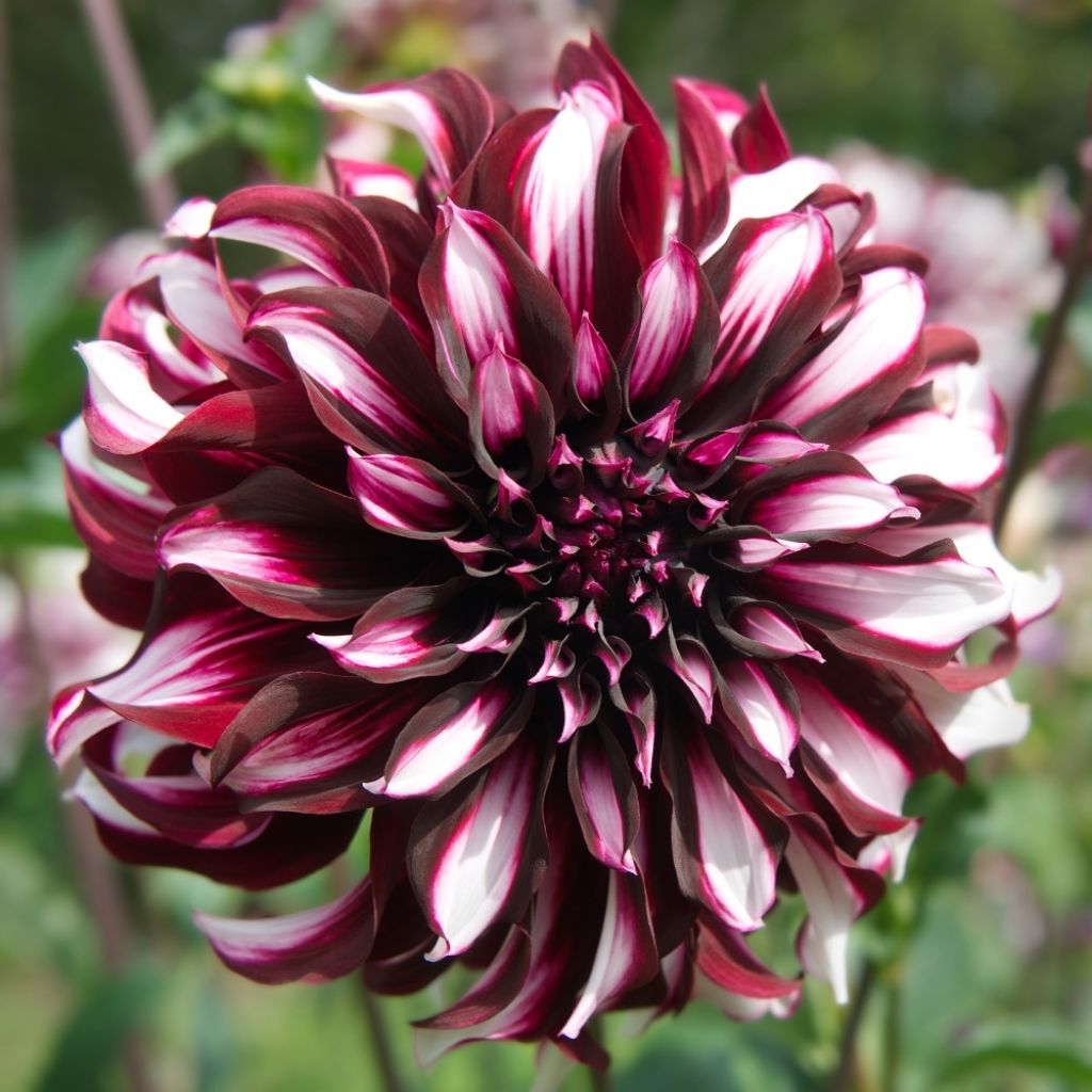 Dahlia géant Tartan