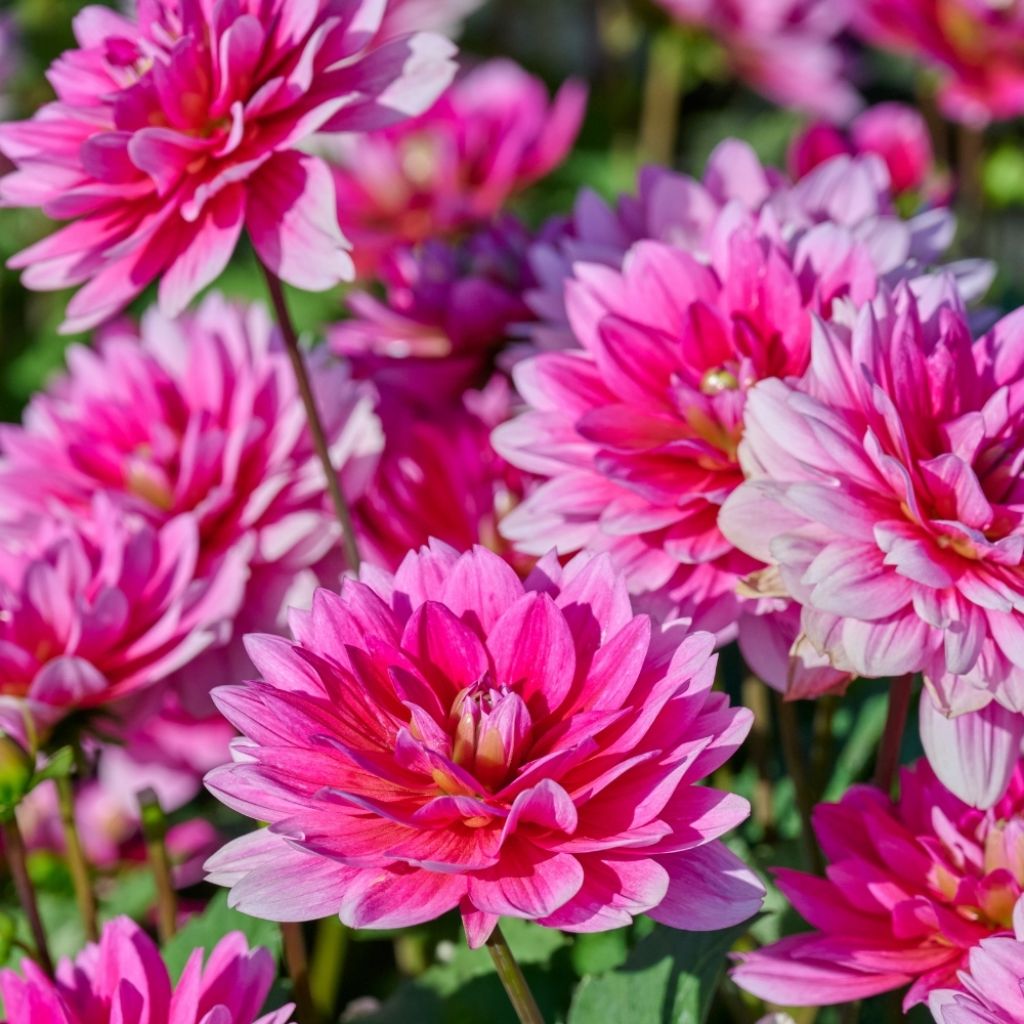 Dahlia nain Bluesette
