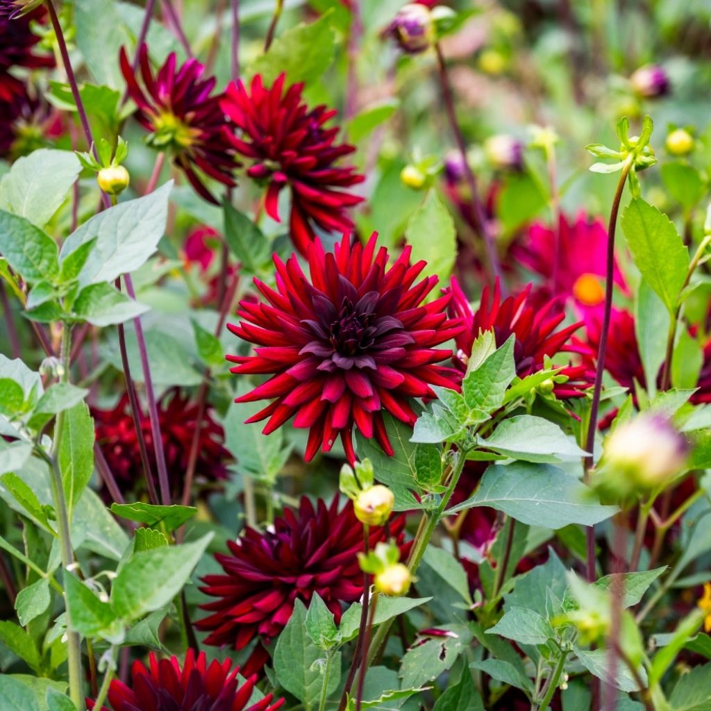Dahlia cactus nain Red Pygmy