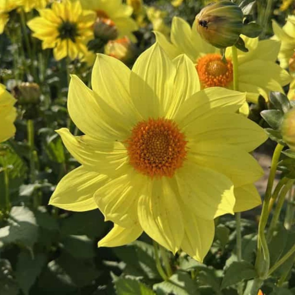 Dahlia paysage Tournesol